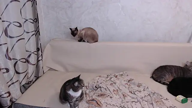 Snapshot of Olivia_Winston chatting on October 27, 2025, 10:54 pm Olivia Winston online show from October 27, 2025, 10:54 pm