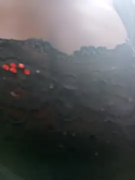 Swirly blac online show from April 13, 2026, 8:18 am