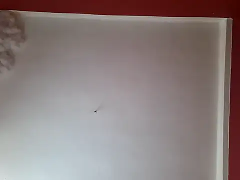 Snapshot of czruz chatting on September 26, 2025, 1:40 pm czruz online show from September 26, 2025, 1:40 pm