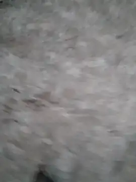 Snapshot of Mafiya1604 chatting on September 17, 2025, 1:24 pm Mafiya1604 online show from September 17, 2025, 1:24 pm