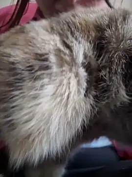 Snapshot of NikaMur chatting on October 19, 2025, 2:47 am NikaMur online show from October 19, 2025, 2:47 am