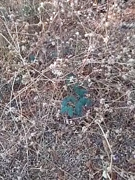 Ajith mvi online show from March 21, 2026, 11:36 am