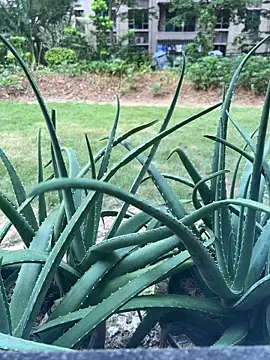 Snapshot of Sophronia chatting on October 28, 2025, 9:19 am Sophronia online show from October 28, 2025, 9:19 am