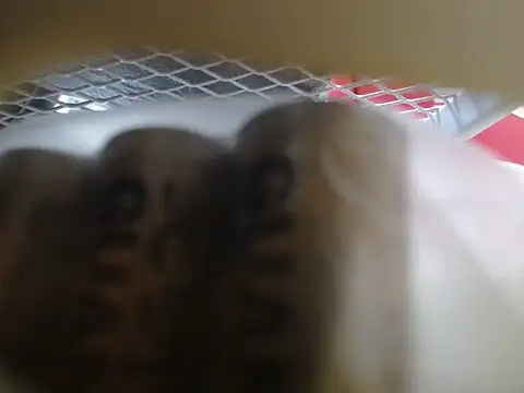 Snapshot of lovense_test04 chatting on February 10, 2026, 6:01 am lovense test04 online show from February 10, 2026, 6:01 am