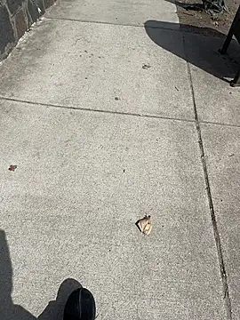 GersonGil1 online show from March 30, 2026, 4:41 pm