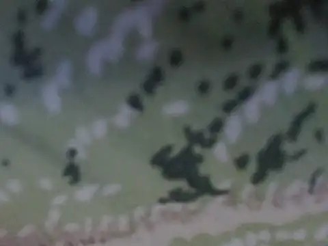 silky milky online show from October 31, 2025, 8:16 pm