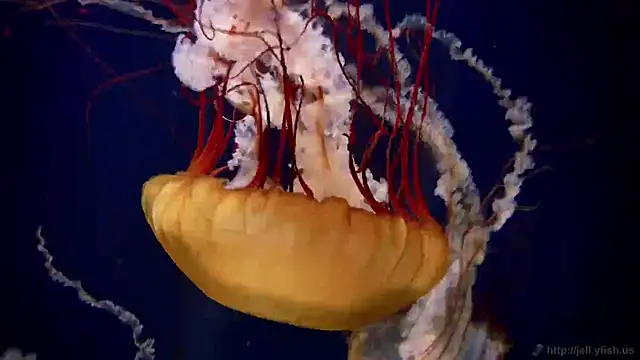 streamy test11 online show from December 17, 2025, 4:45 pm