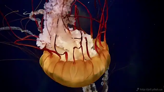 Snapshot of streamy_test11 chatting on February 24, 2026, 1:23 pm streamy test11 online show from February 24, 2026, 1:23 pm