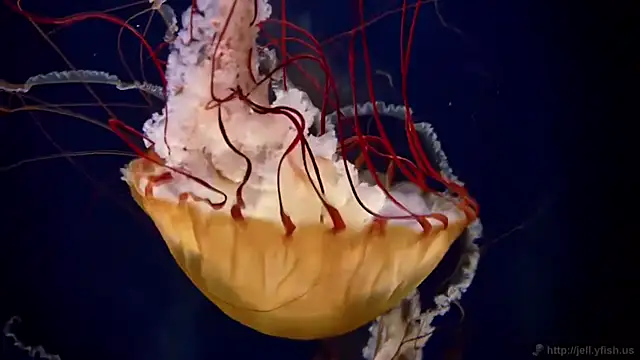 streamy test11 online show from April 6, 2026, 12:06 pm