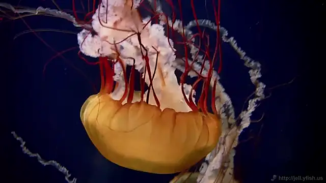 Snapshot of streamy_test11 chatting on February 4, 2026, 3:18 pm streamy test11 online show from February 4, 2026, 3:18 pm