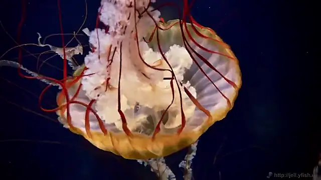 streamy test11 online show from November 11, 2025, 4:35 pm