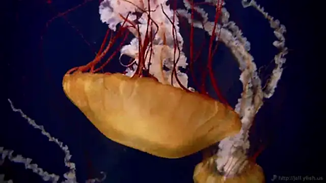 Snapshot of streamy_test11 chatting on March 2, 2026, 7:48 am streamy test11 online show from March 2, 2026, 7:48 am