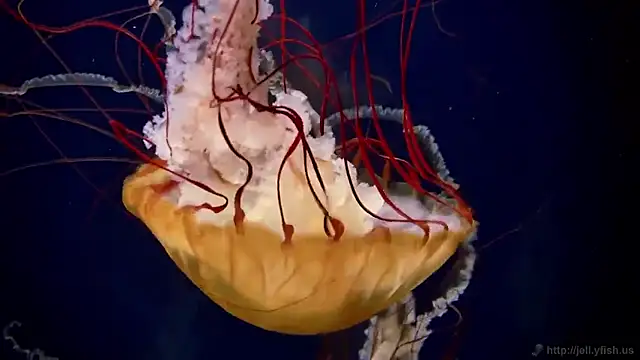 streamy test11 online show from January 14, 2026, 11:47 am