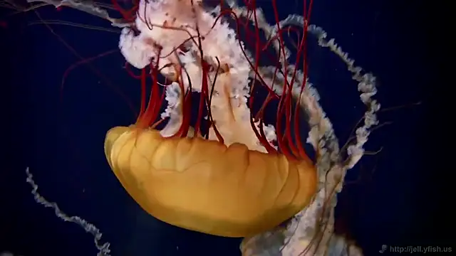 Snapshot of streamy_test11 chatting on February 5, 2026, 10:22 am streamy test11 online show from February 5, 2026, 10:22 am