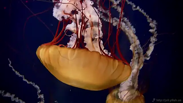 streamy test11 online show from March 18, 2026, 1:02 pm