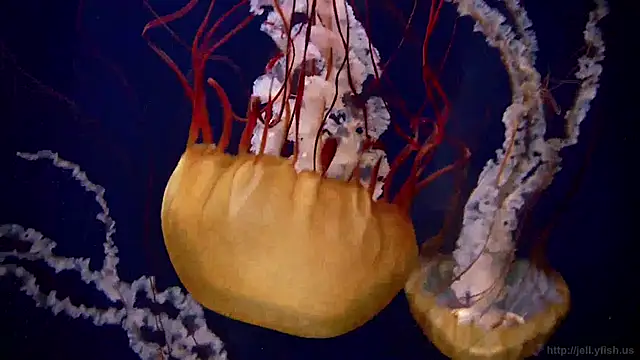 streamy test12 online show from April 24, 2026, 2:30 pm