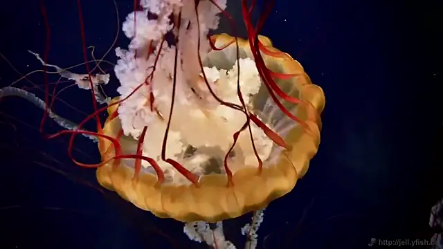 streamy test12 online show from April 3, 2026, 11:27 am