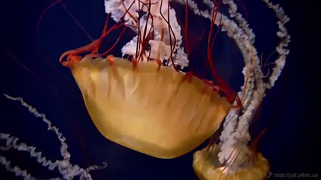 streamy test12 online show from February 18, 2026, 9:22 pm