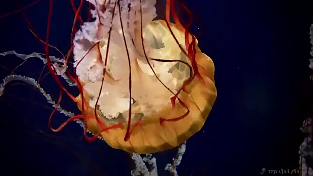 streamy test12 online show from November 27, 2025, 3:01 pm