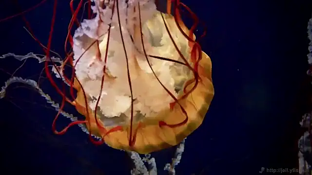 streamy test12 online show from October 22, 2025, 8:25 am