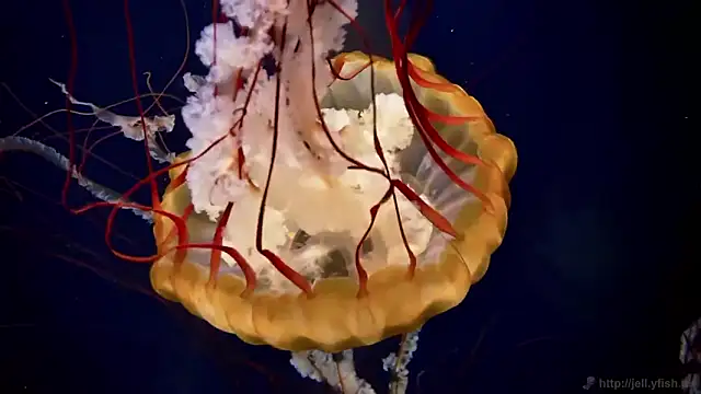 streamy test12 online show from February 11, 2026, 2:39 pm