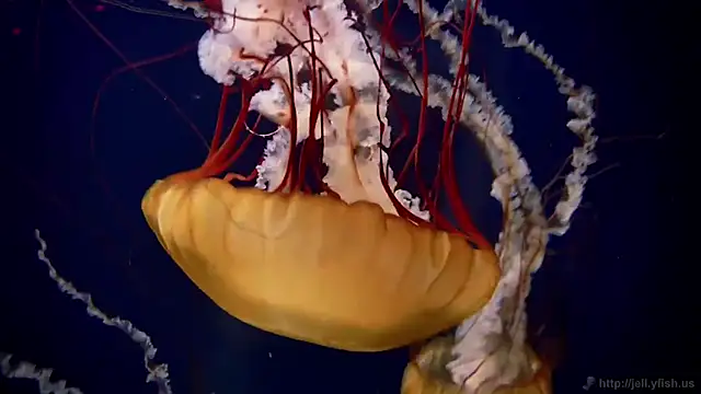 streamy test13 online show from October 20, 2025, 1:55 pm