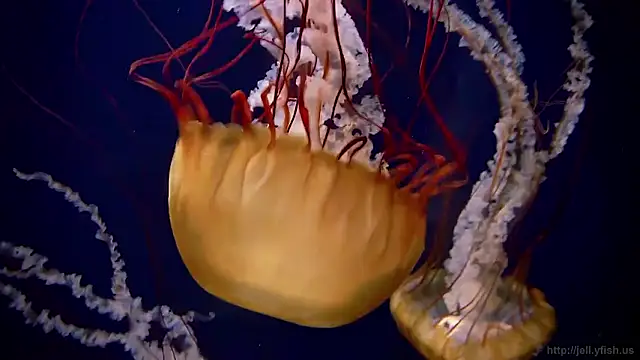 streamy test15 online show from February 10, 2026, 8:46 am