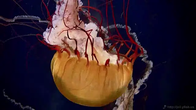 streamy test15 online show from April 2, 2026, 10:44 am