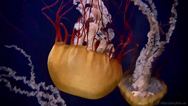 streamy test15 online show from April 22, 2026, 10:22 am