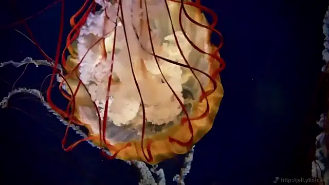 streamy test15 online show from March 17, 2026, 9:34 am