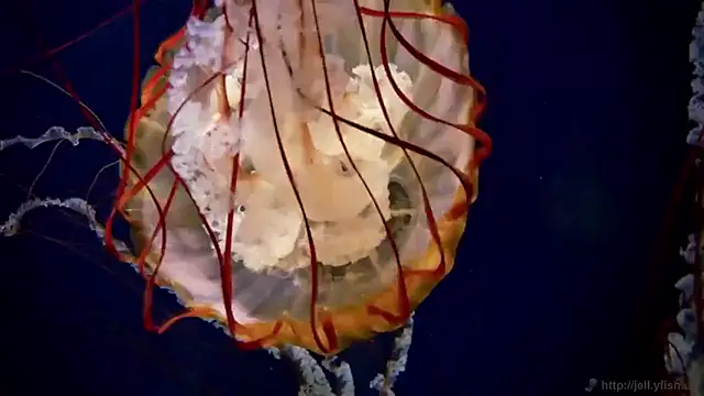 streamy test15 online show from December 16, 2025, 10:19 am