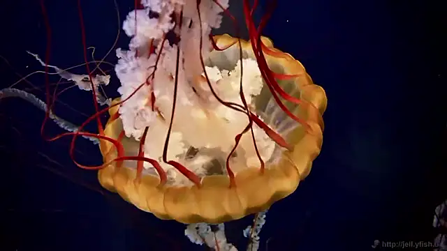 streamy test15 online show from March 31, 2026, 7:32 am