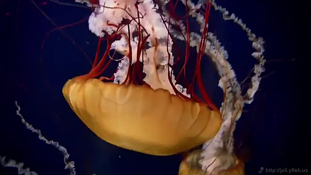 streamy test15 online show from December 19, 2025, 1:13 pm