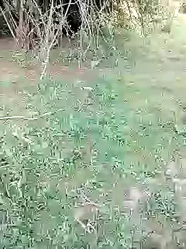 88karan88 online show from February 26, 2025, 11:00 am