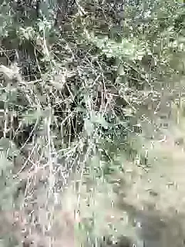 88karan88 online show from February 28, 2025, 9:04 am