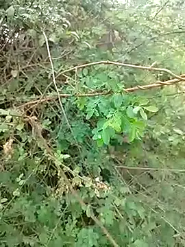 88karan88 online show from March 13, 2025, 8:59 am