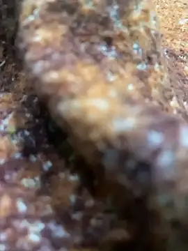 Snapshot of king_cum_ chatting on February 13, 2025, 10:44 am king cum  online show from February 13, 2025, 10:44 am