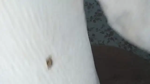 Snapshot of mei_hosina chatting on February 18, 2026, 3:52 pm mei hosina online show from February 18, 2026, 3:52 pm