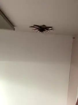 Larabrooks online show from October 9, 2025, 7:03 pm