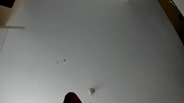 evely coelloo online show from November 5, 2025, 4:10 pm