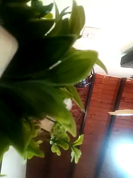 Snapshot of Mia_ross16 chatting on March 7, 2025, 7:16 pm Mia ross16 online show from March 7, 2025, 7:16 pm