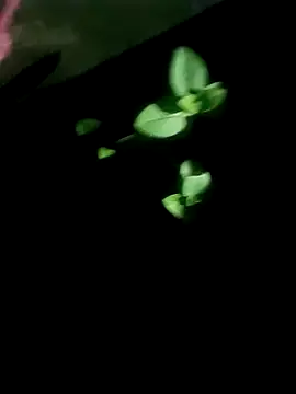 Snapshot of AloneDick chatting on October 17, 2025, 1:02 pm AloneDick online show from October 17, 2025, 1:02 pm