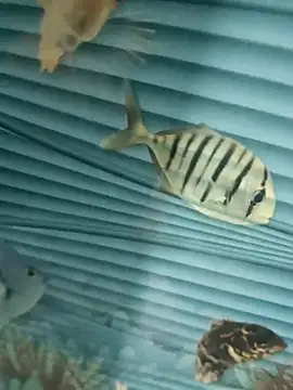 Snapshot of Mr_joh chatting on November 7, 2025, 5:56 am Mr joh online show from November 7, 2025, 5:56 am