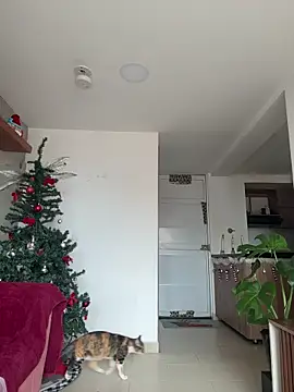 DakotaShelby online show from December 17, 2025, 6:57 pm