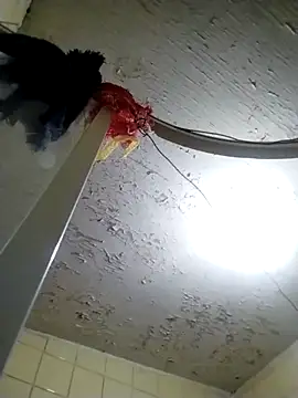 Snapshot of Polygamist chatting on October 18, 2025, 7:54 am Polygamist online show from October 18, 2025, 7:54 am