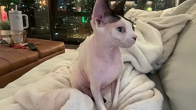 Graciemae baexx online show from December 23, 2025, 3:50 am