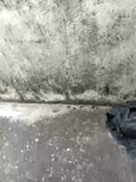 jellydicks online show from February 14, 2026, 6:46 am