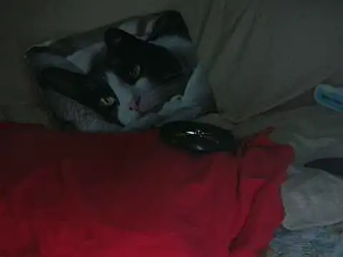 Snapshot of VeneRed chatting on October 14, 2025, 8:20 pm VeneRed online show from October 14, 2025, 8:20 pm