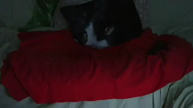 Snapshot of VeneRed chatting on September 21, 2025, 9:53 pm VeneRed online show from September 21, 2025, 9:53 pm