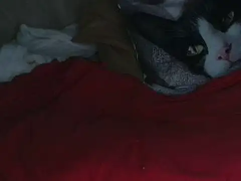 Snapshot of VeneRed chatting on October 12, 2025, 7:59 pm VeneRed online show from October 12, 2025, 7:59 pm